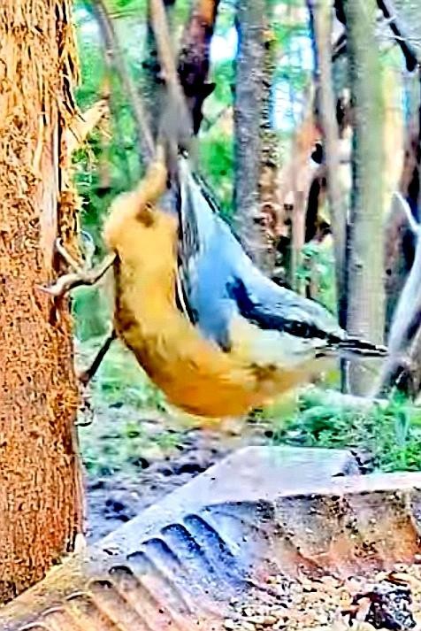 livebirdspoland_ae00668cce70f7f807fd433b7d57c49c.jpg