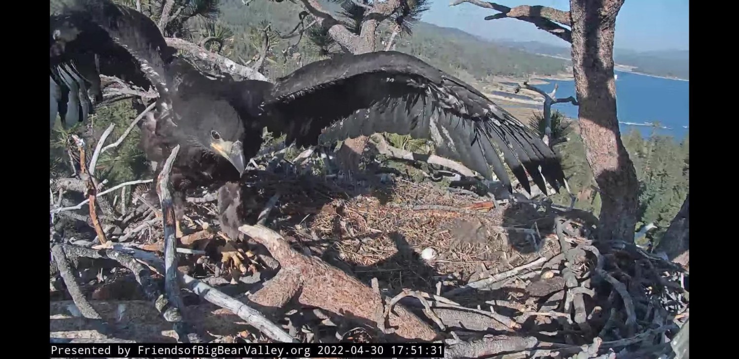 livebirdspoland_afd33035736fe00ae03f467af1b4f94b.jpg