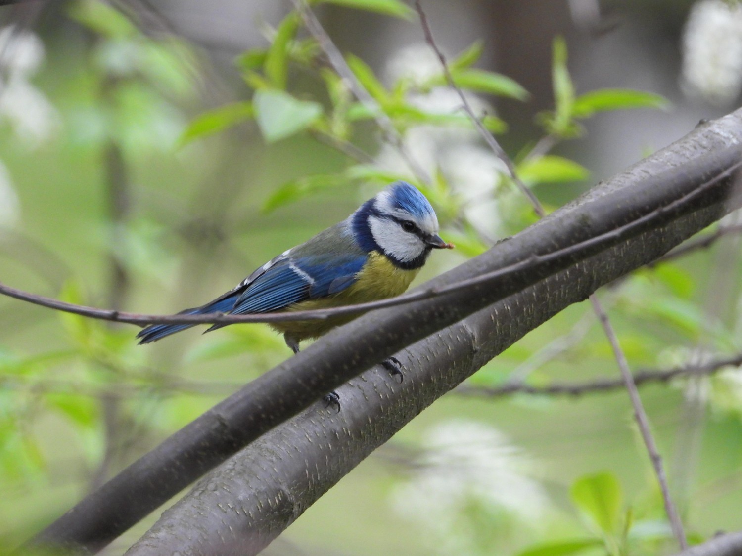 livebirdspoland_75c88541b20c10c995ffb872e22b3cb7.jpg