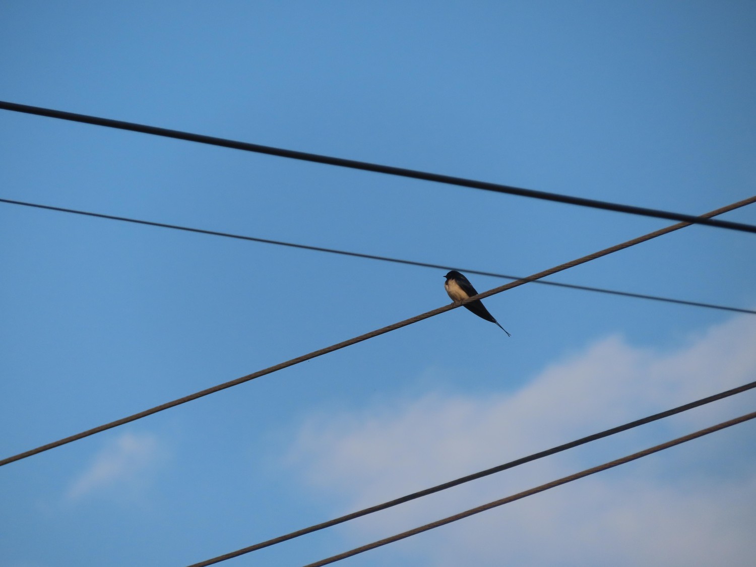 livebirdspoland_6f34836708385488f3c44a84c9f59071.jpg