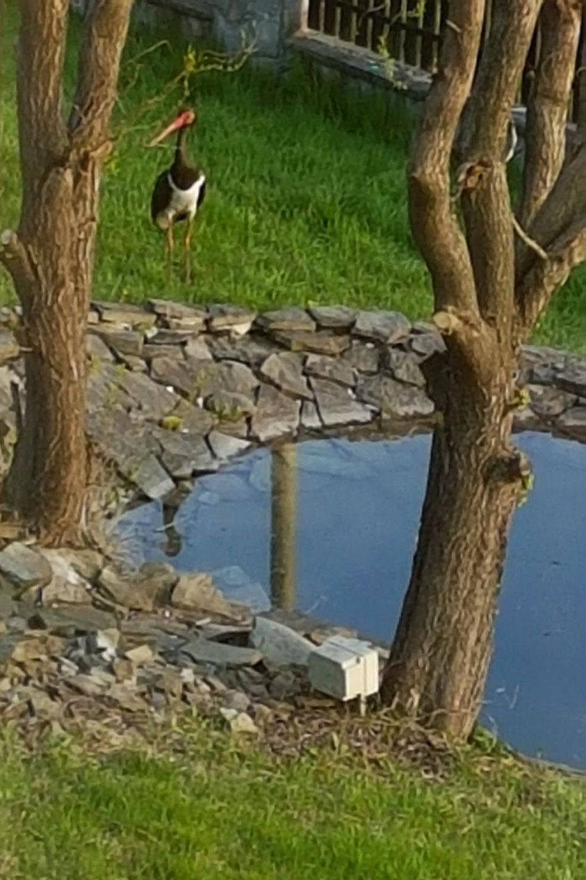 livebirdspoland_8e50ab59f78a04eec5830a78d830d4e6.png