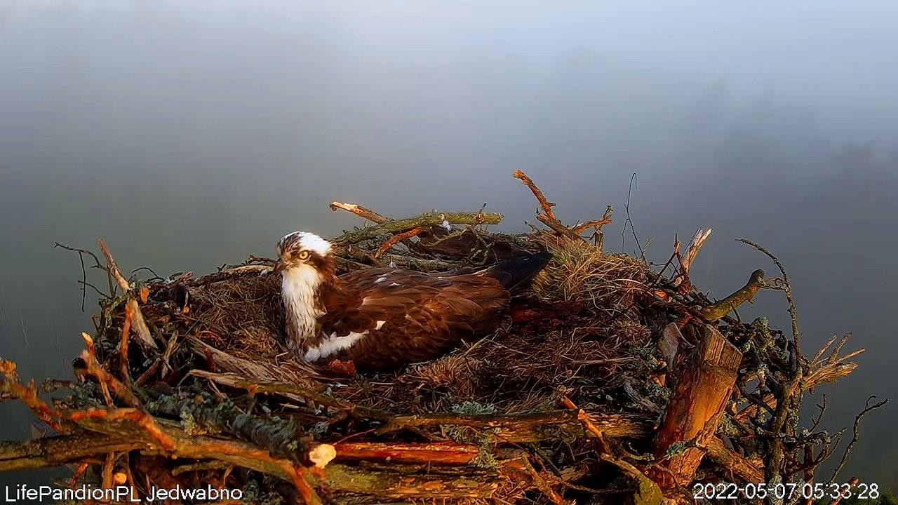 livebirdspoland_52a6a46ecc3bba9e38fb66e9f173e782.jpg