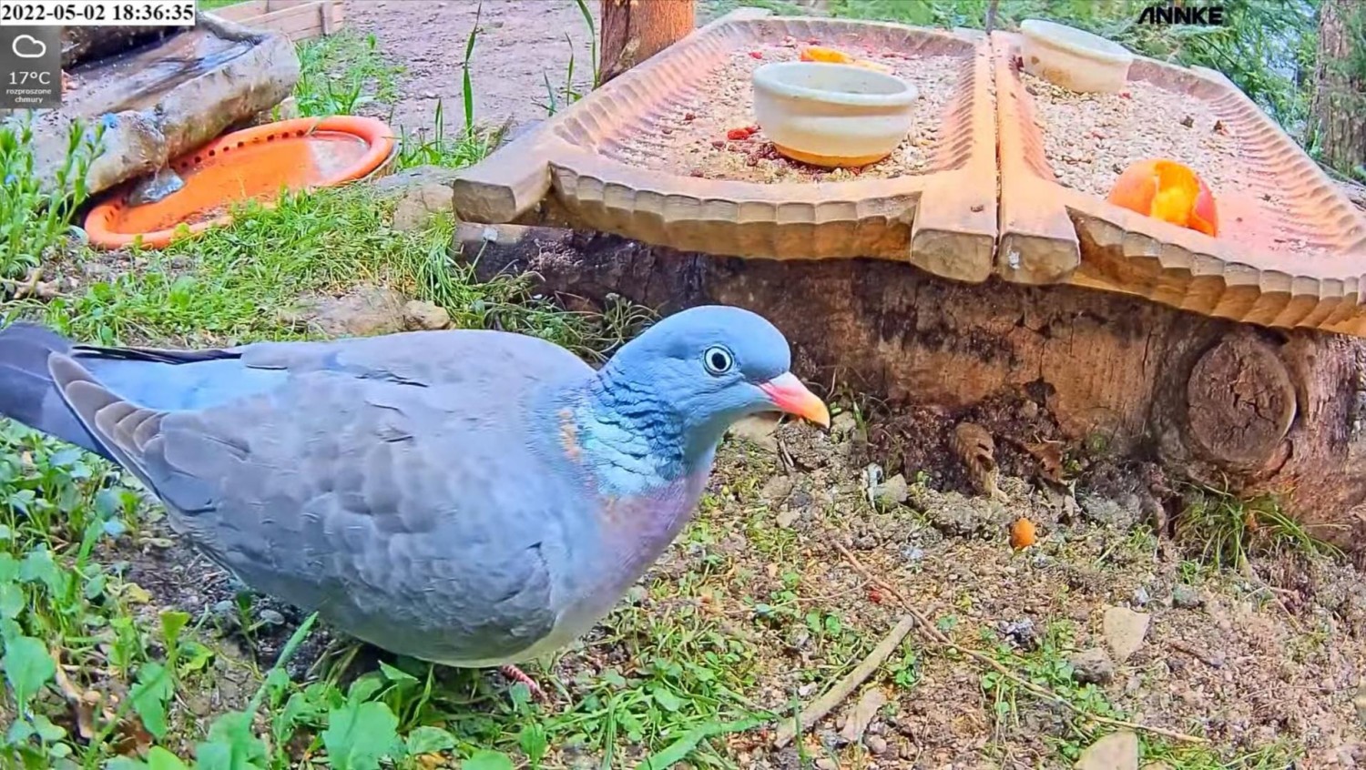 livebirdspoland_459a2bf0bf868ce390057d779d398778.jpg