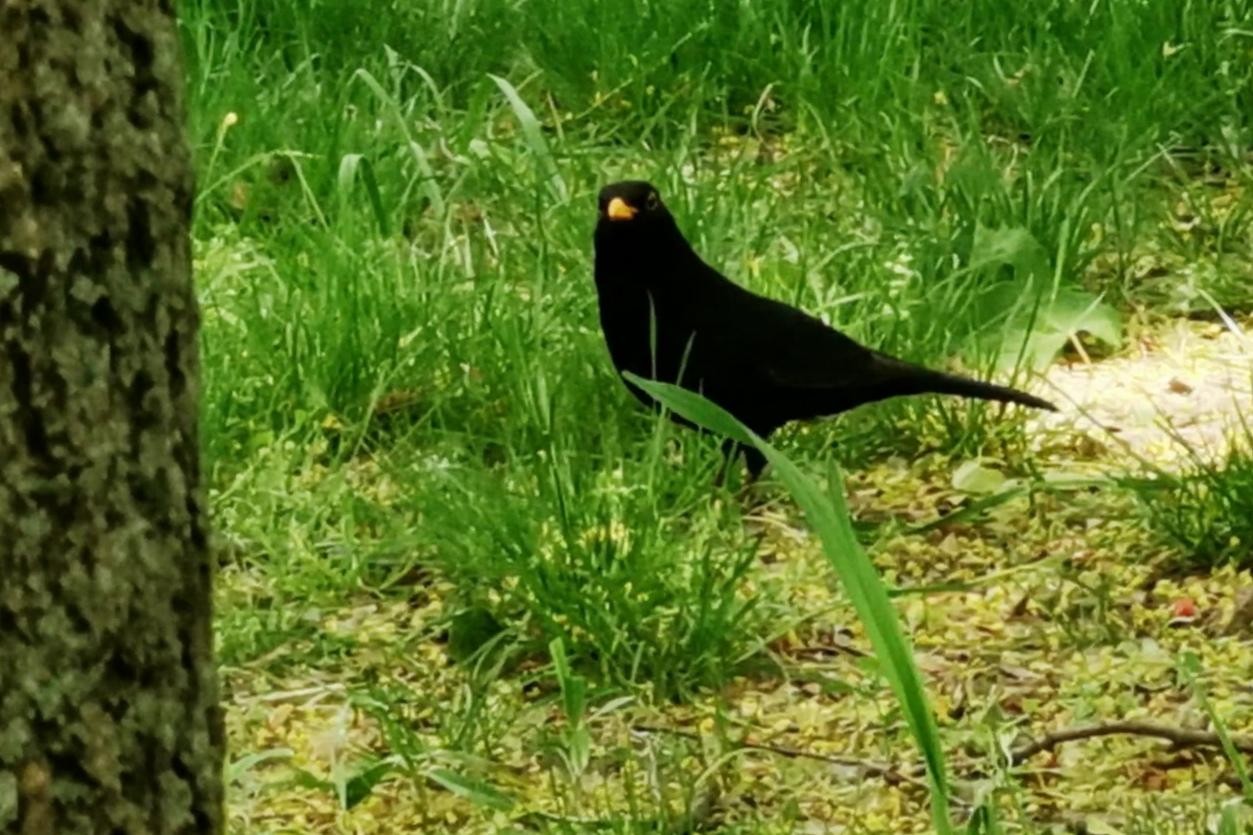 livebirdspoland_8a42663b7be39c638ad269e8fb2b6b1d.jpg
