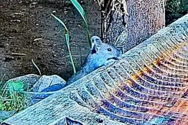 livebirdspoland_3a65593450753cf46b9ae7785e2998a5.jpg