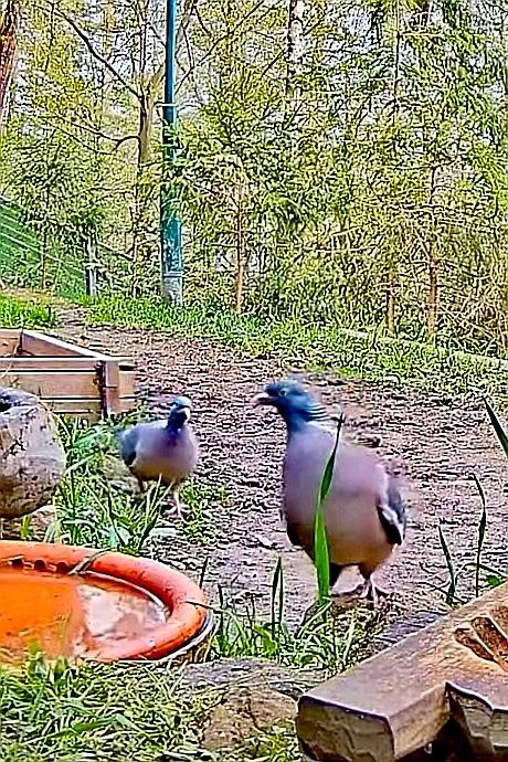 livebirdspoland_9161b759ce3a5c5b2643266875922772.jpg