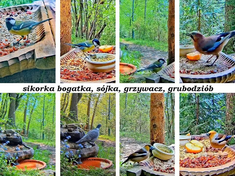 livebirdspoland_4b596c89172d59191ff5c092e18e019b.jpg