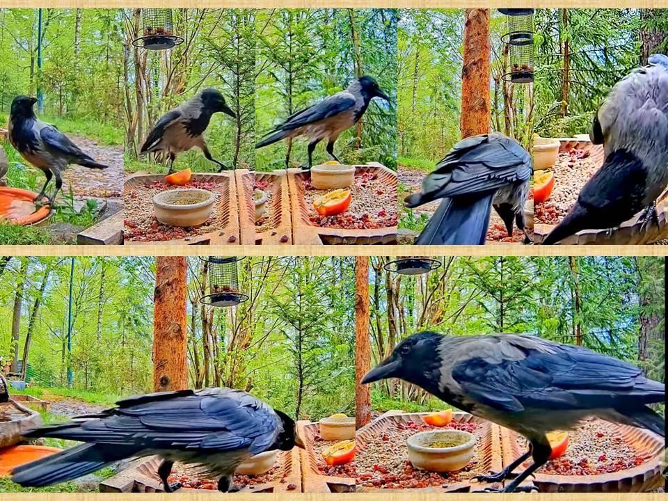 livebirdspoland_a3d9016bad0163368531bba036c93da1.jpg