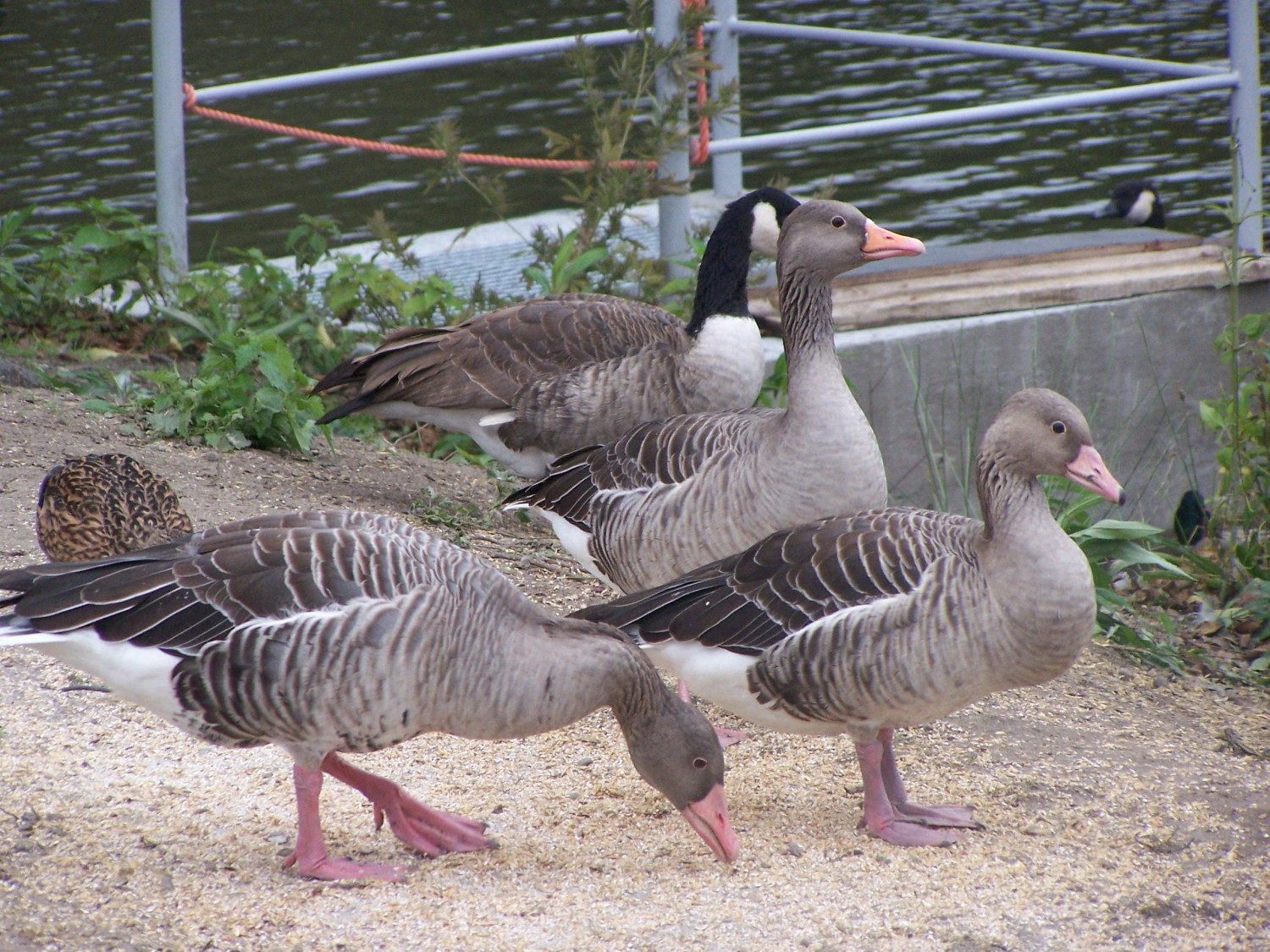 livebirdspoland_5c0a9c8b8a615e1ea54e1e93bc8749f5.jpg