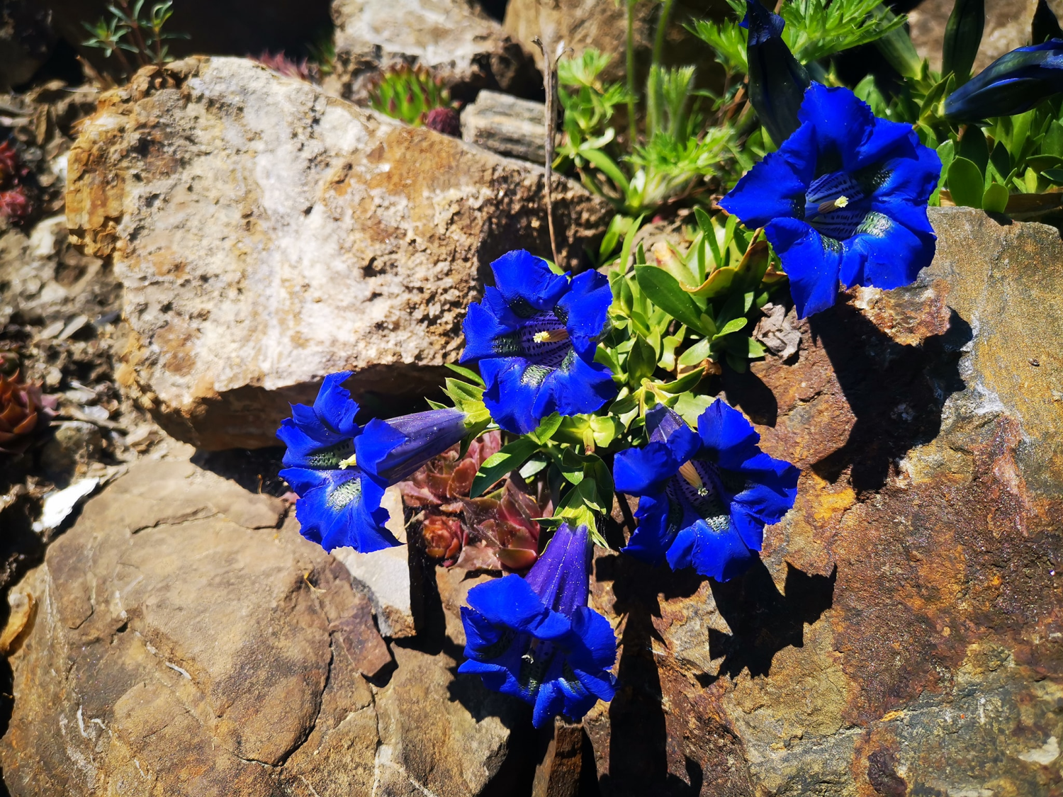 livebirdspoland_3a38be509a11cb698485cb4213062808.png