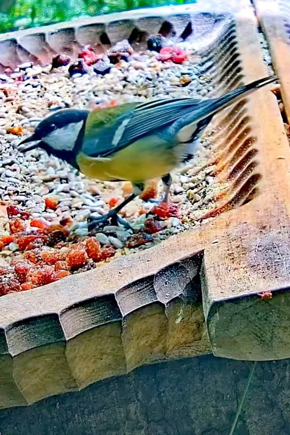 livebirdspoland_dda76eae9cc1fb1518193fbe55c5b53a.jpg