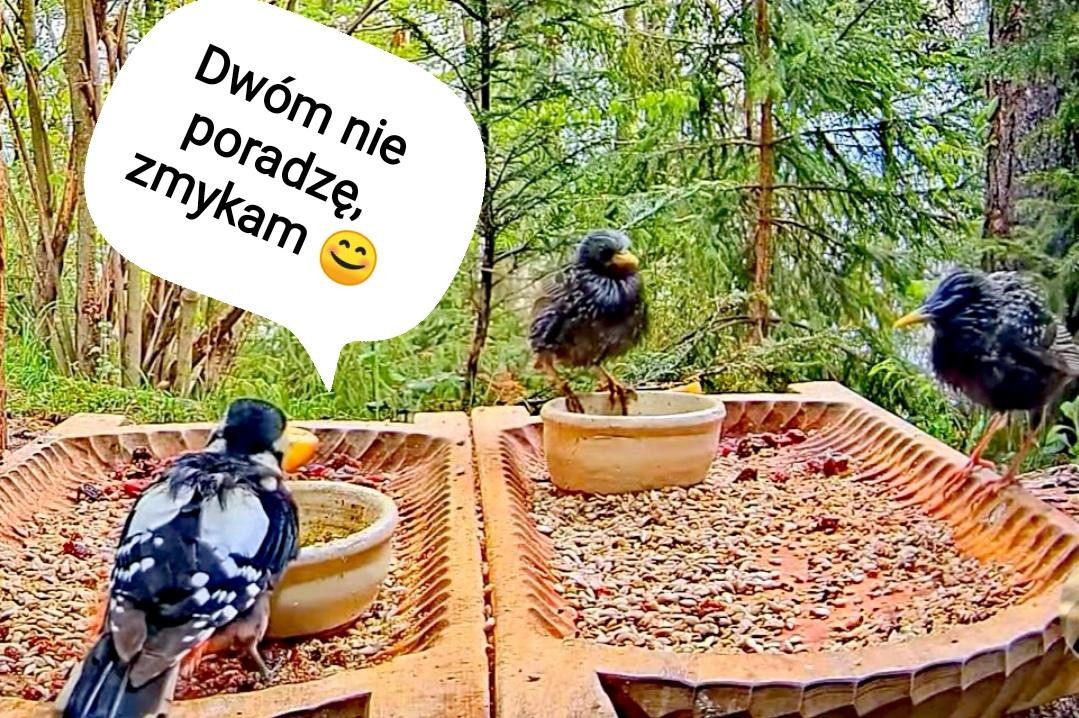 livebirdspoland_d9dabcca9dc05ec0f14632a9ded0432a.jpg