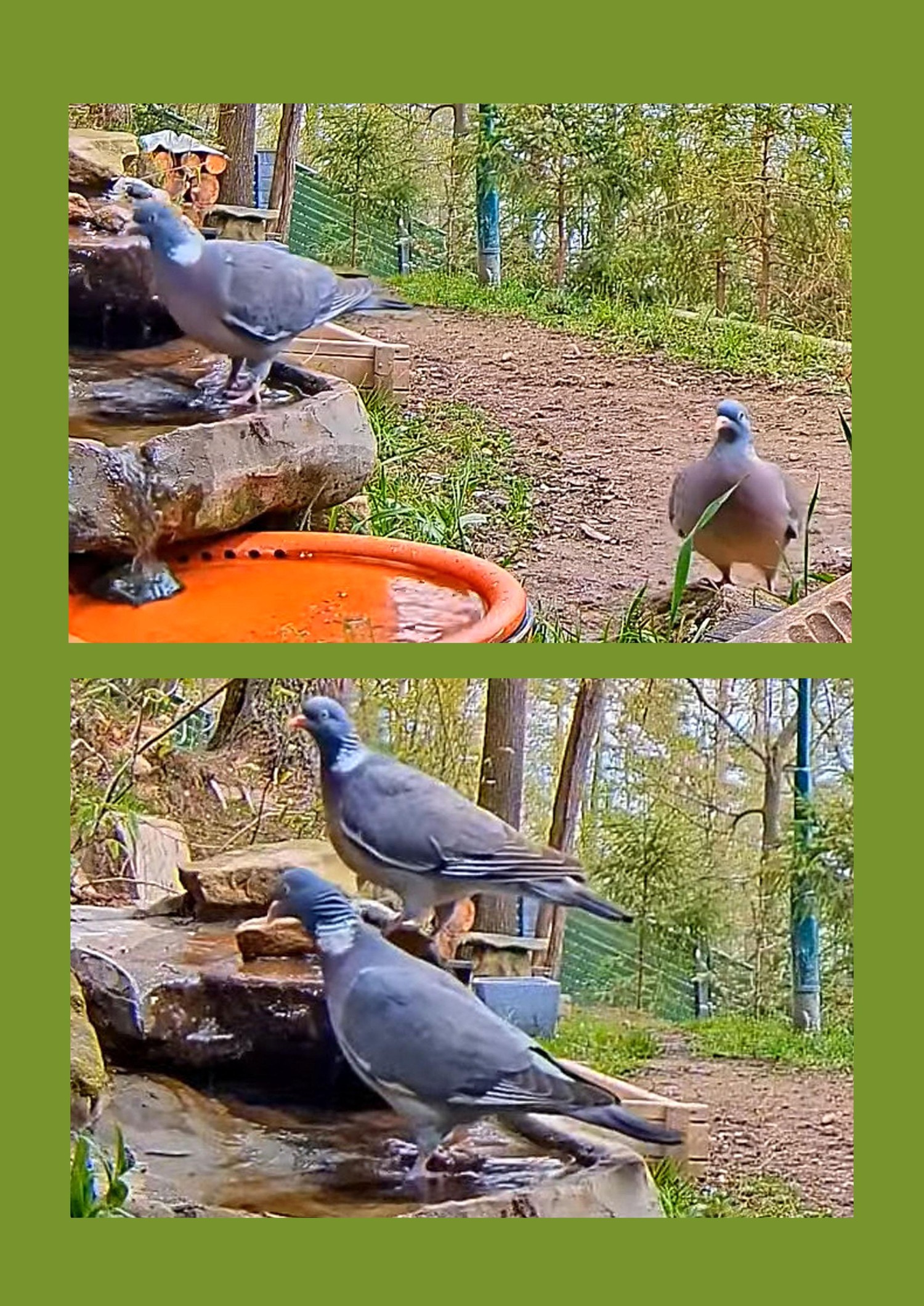 livebirdspoland_87345cdee769e822ec84b812ed1da37d.jpg