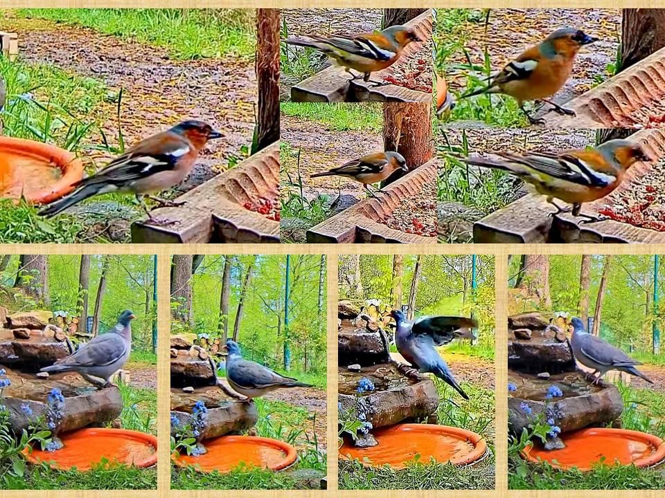 livebirdspoland_29bc265b26573adf631f431fce2b0294.jpg