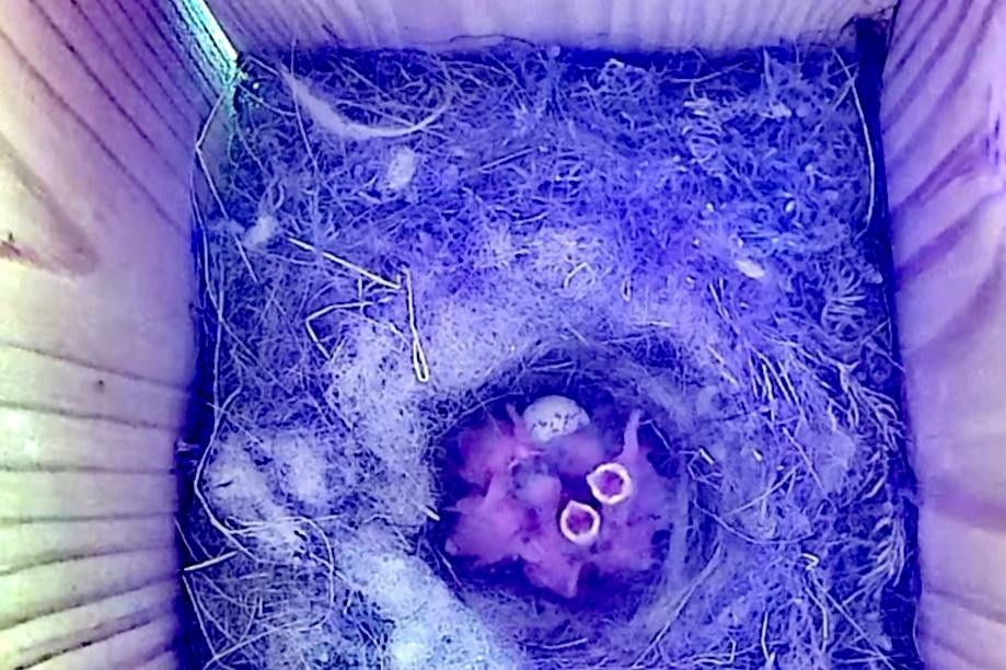 livebirdspoland_8c4914a016f8f59ff886db9cebe24c59.jpg