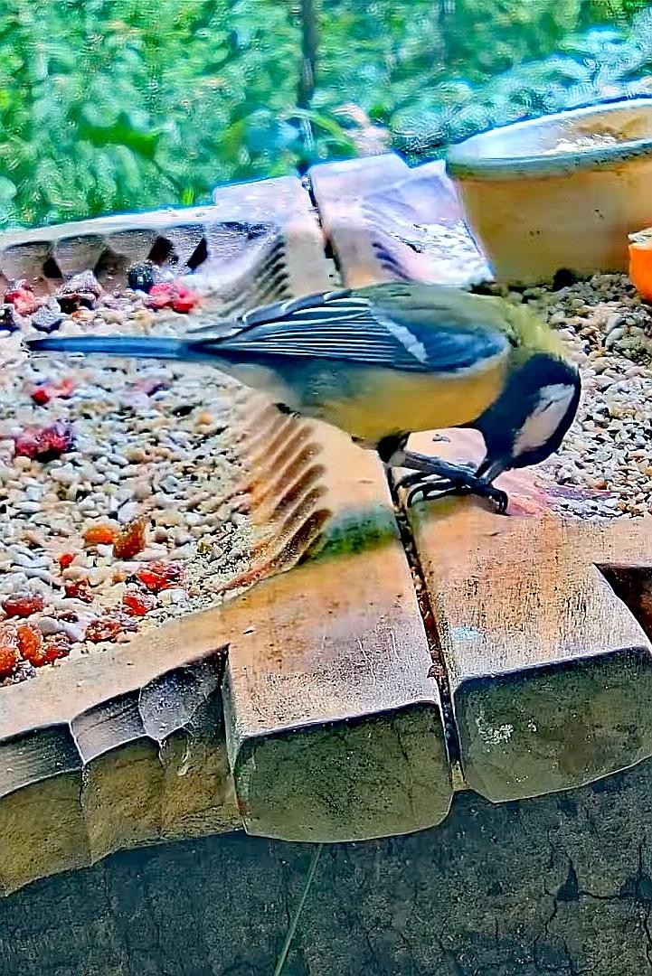 livebirdspoland_8771882ba71f0fb7e72f938004ec1e73.jpg