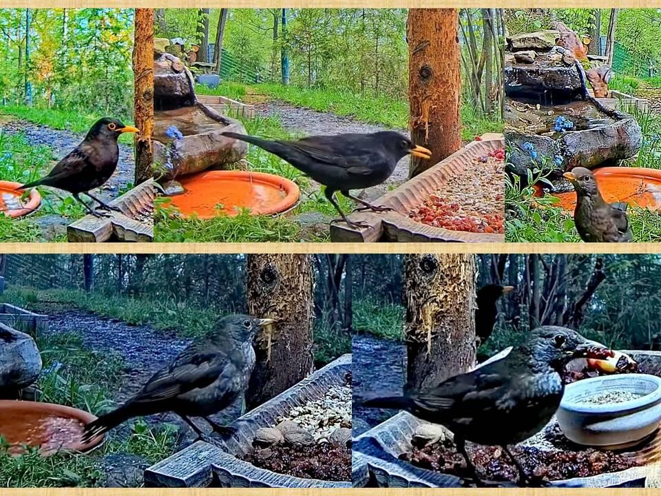 livebirdspoland_2a9cacbe4c9dae63981a5e860ce03874.jpg