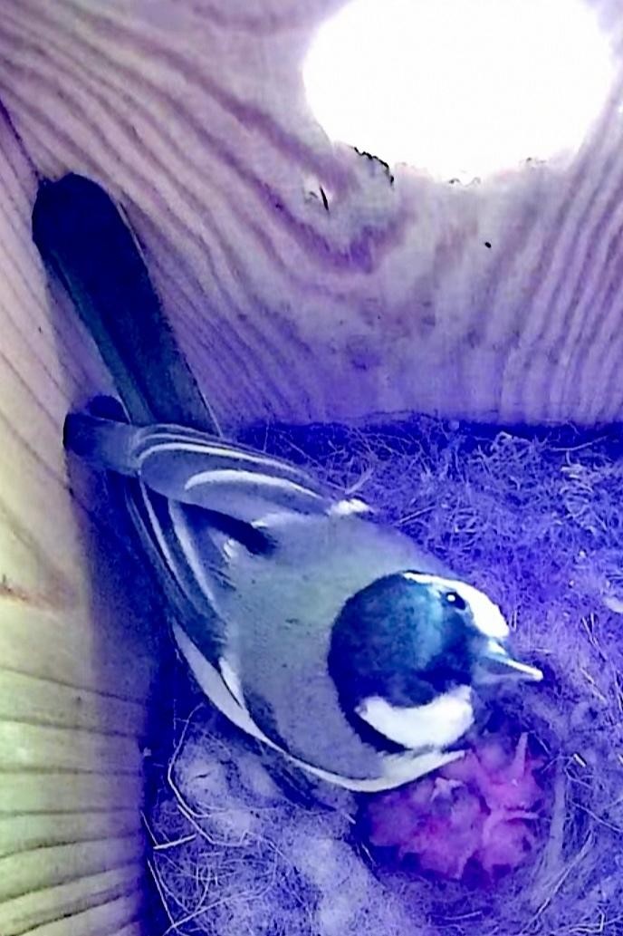 livebirdspoland_57fe60efdf77e0e962b4466fd24b148d.jpg