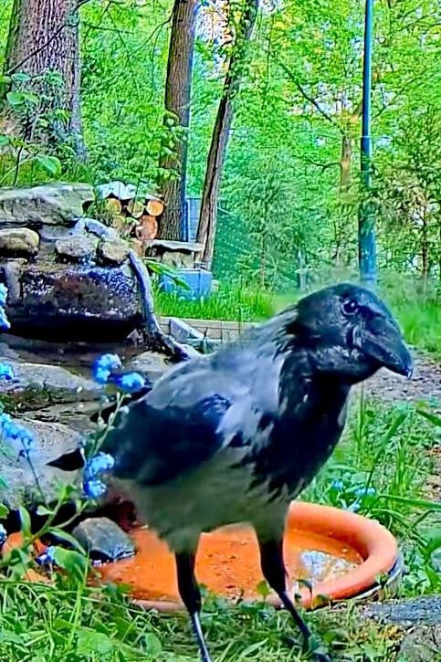 livebirdspoland_2e57b0b2f54a21c327c9f62a36fb45d5.jpg
