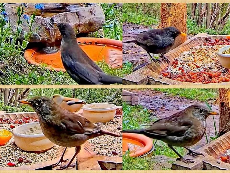 livebirdspoland_083e09eaf89f719fb1115d813c44aa33.jpg