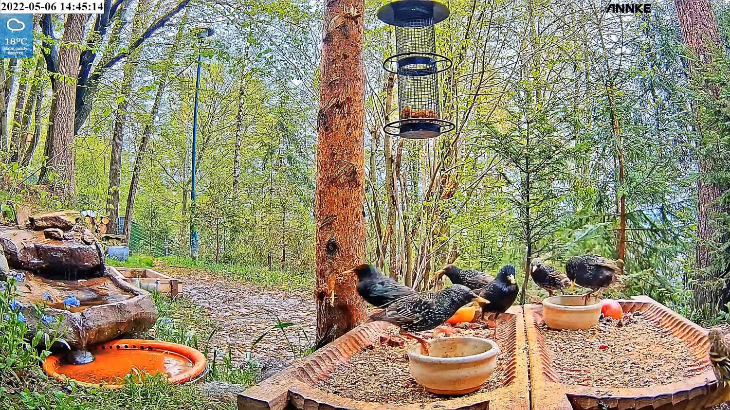 livebirdspoland_54f11c95e696bf298213ae982bd5e152.jpg