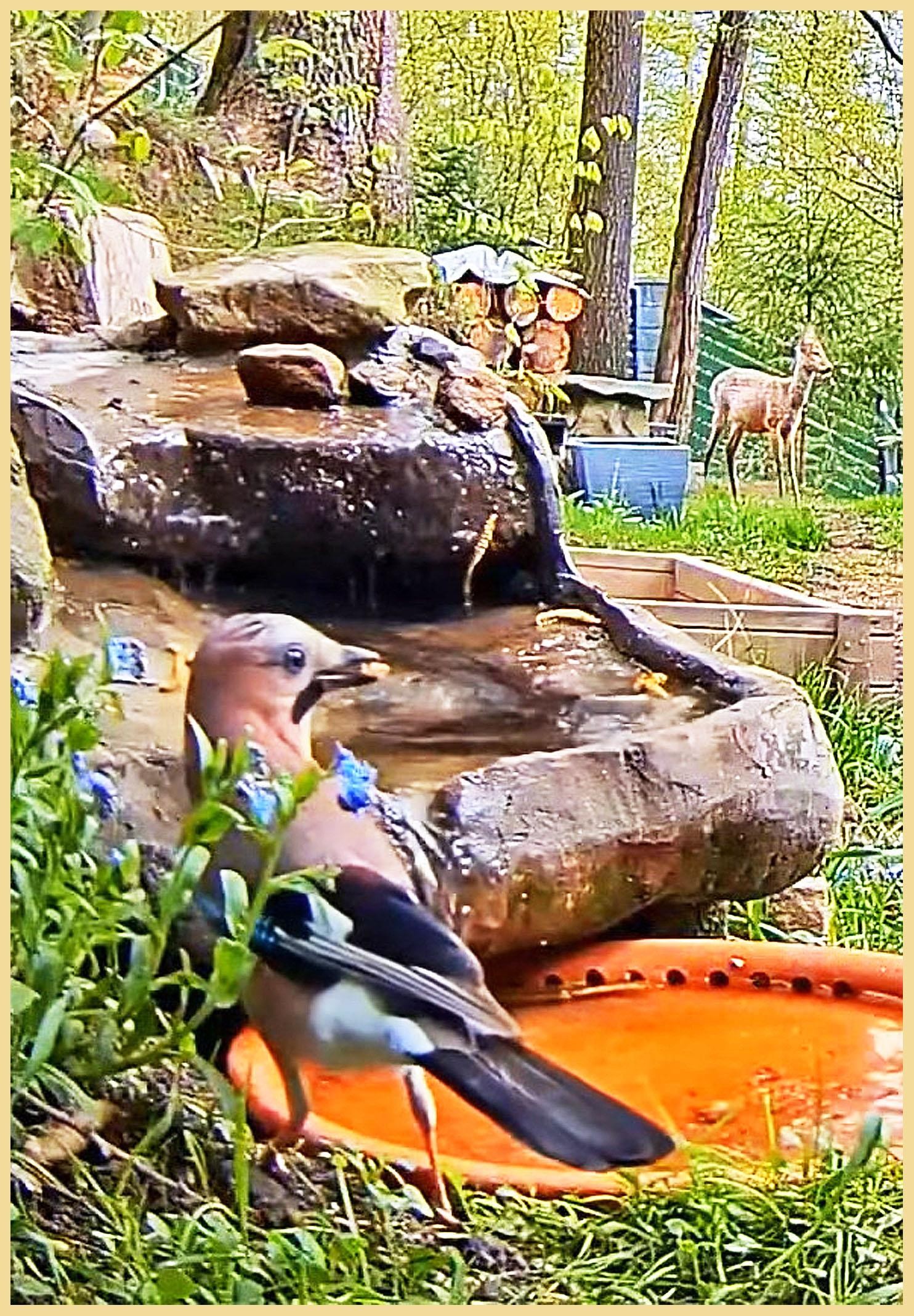 livebirdspoland_b4608dc13d1a134c98080ca21d34166f.jpg