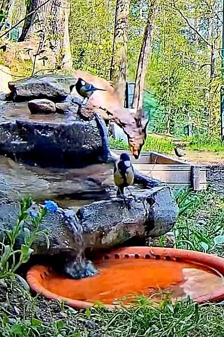 livebirdspoland_2cf392bfd86131d7b49d10e12e3d8b0e.jpg