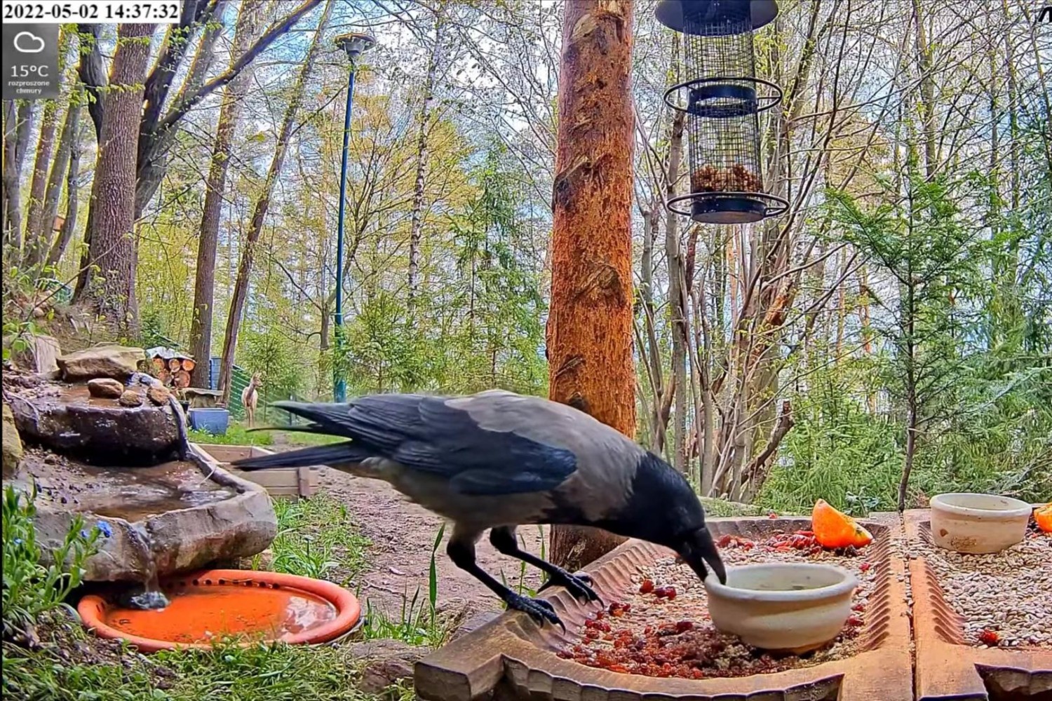 livebirdspoland_1a546492404c7b30864bb9ccb298ecd6.jpg