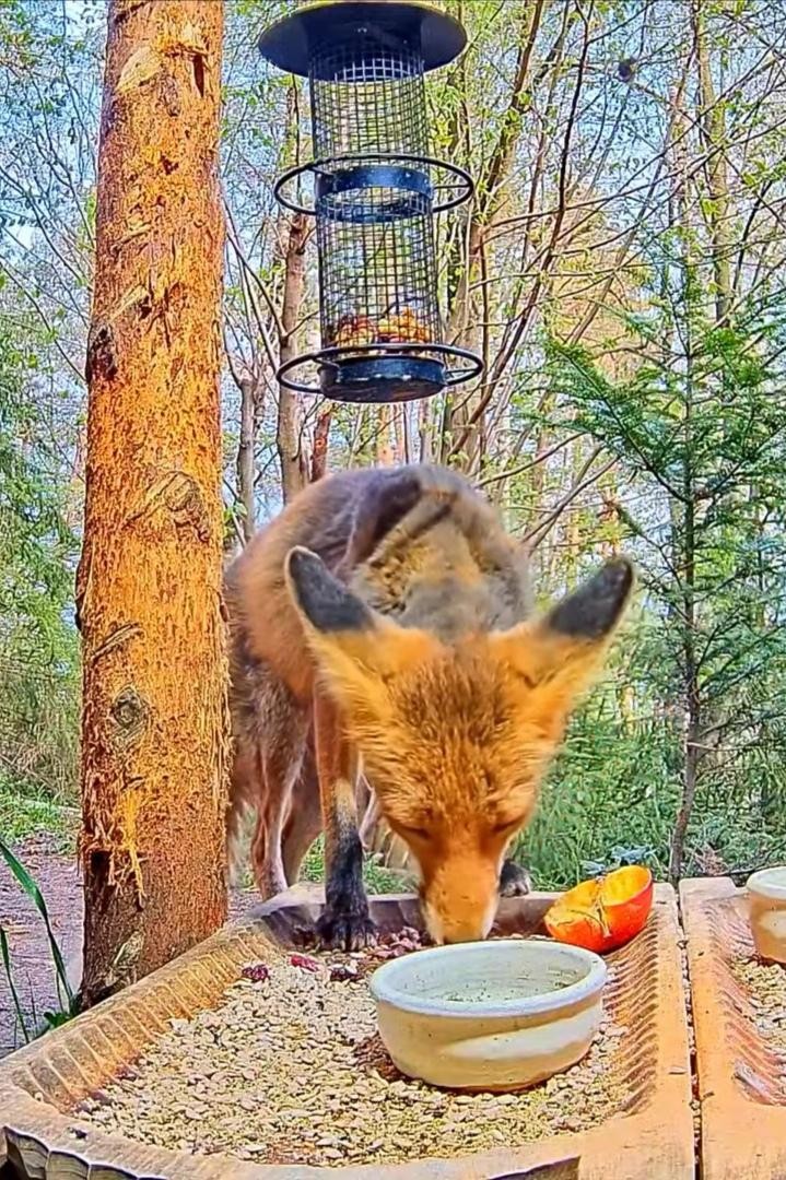 livebirdspoland_107823d86e8f9a971f8b46e069bc4714.jpg