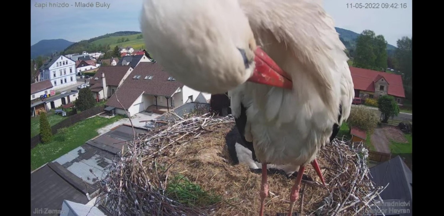 livebirdspoland_db632a442494b92c33bdbacb024c8e63.jpg