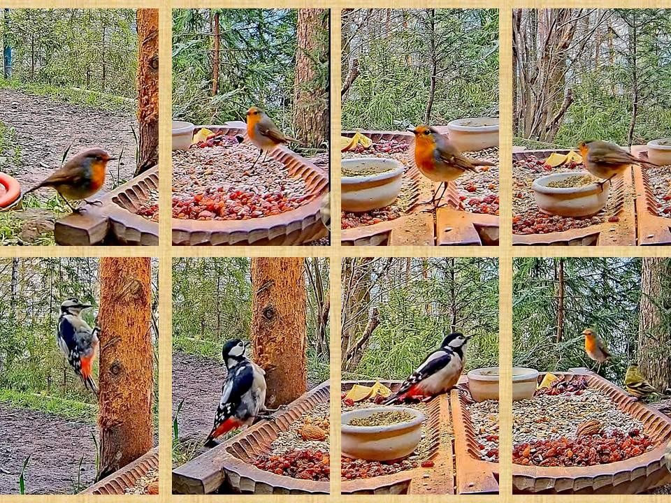 livebirdspoland_7401b1a17513e476cfea9a47512f8762.jpg