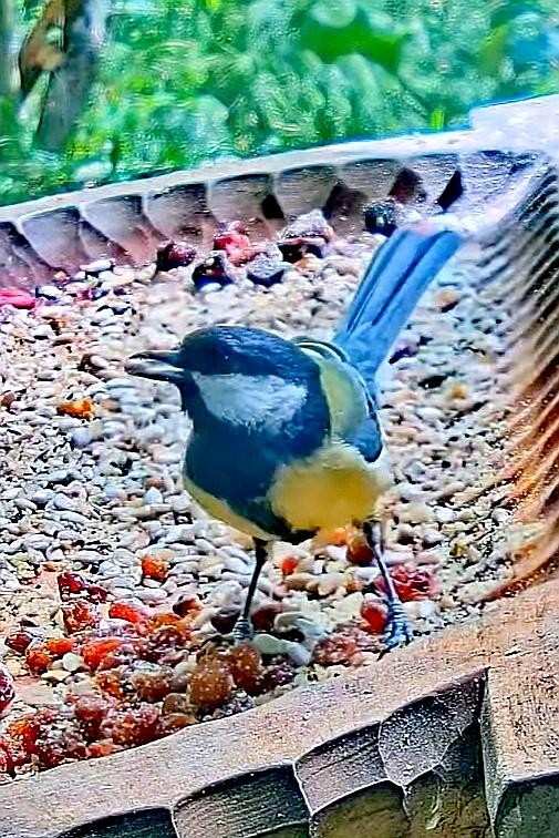 livebirdspoland_77c87b4b0028077a97922cb942d61381.jpg