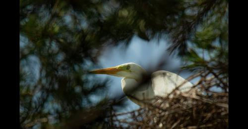 livebirdspoland_98b24ff8bd8513bb238dc6449fb09b96.png