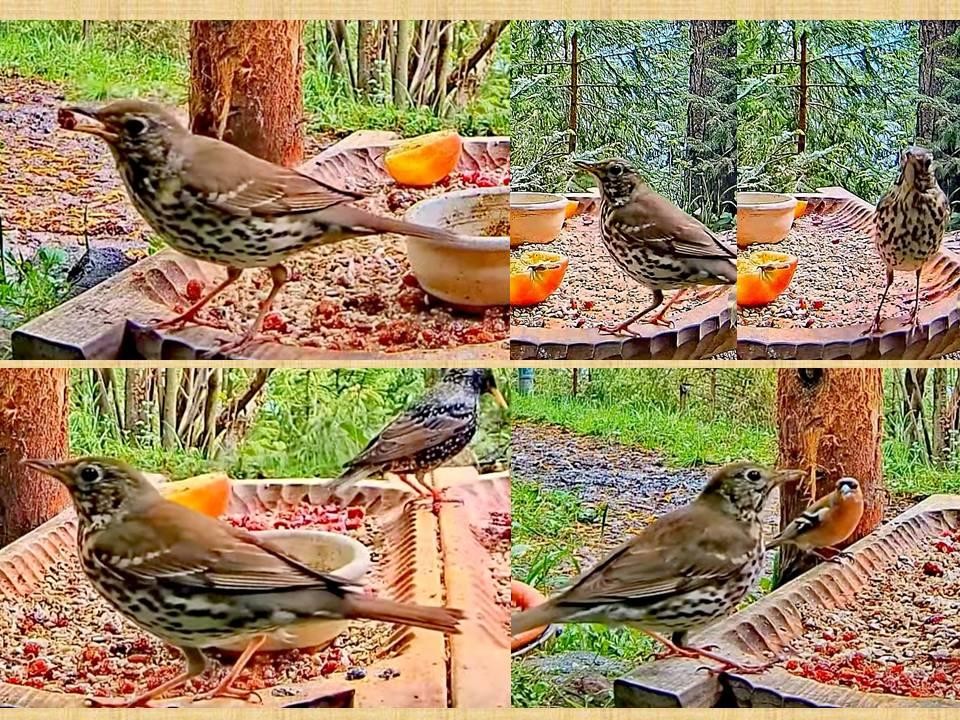 livebirdspoland_c6e1105bc647fe20c77d1a0f9cbca889.jpg