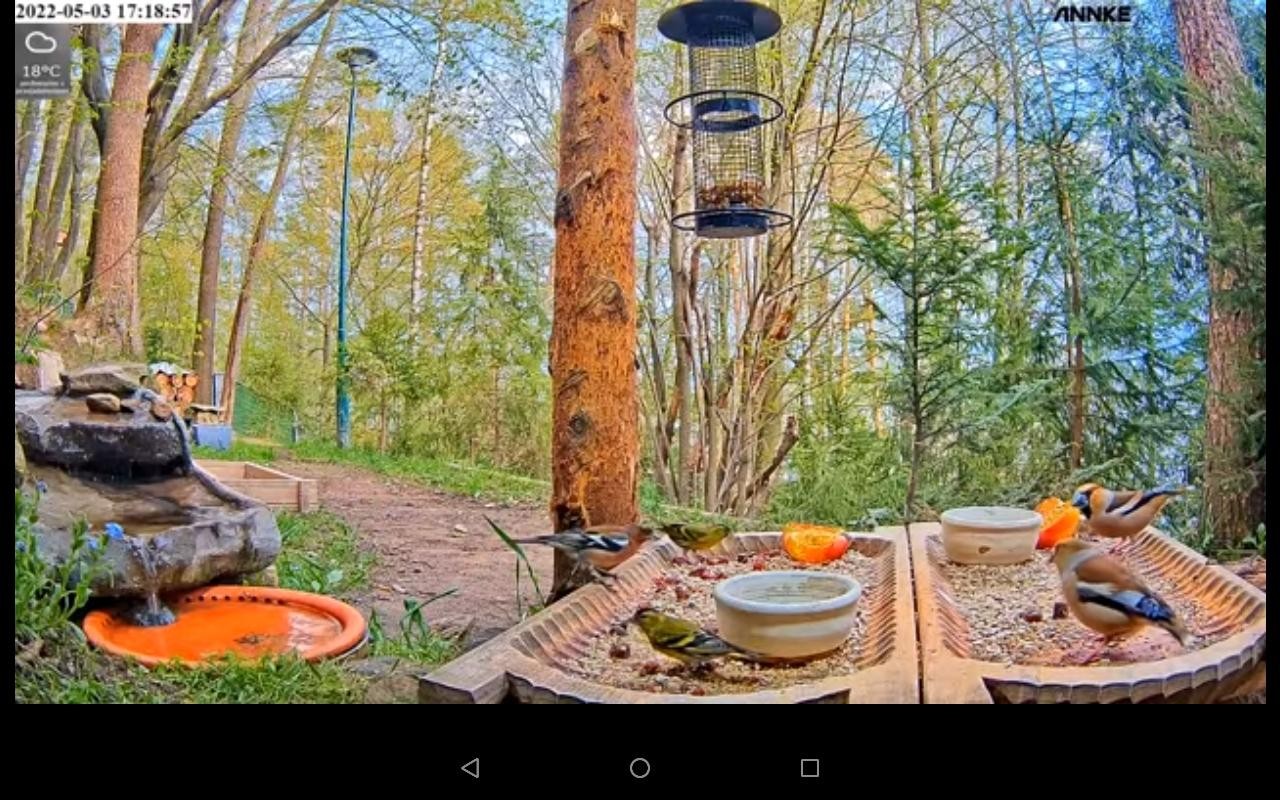 livebirdspoland_d91afe0adc3c0c340994a17e91ece085.jpg
