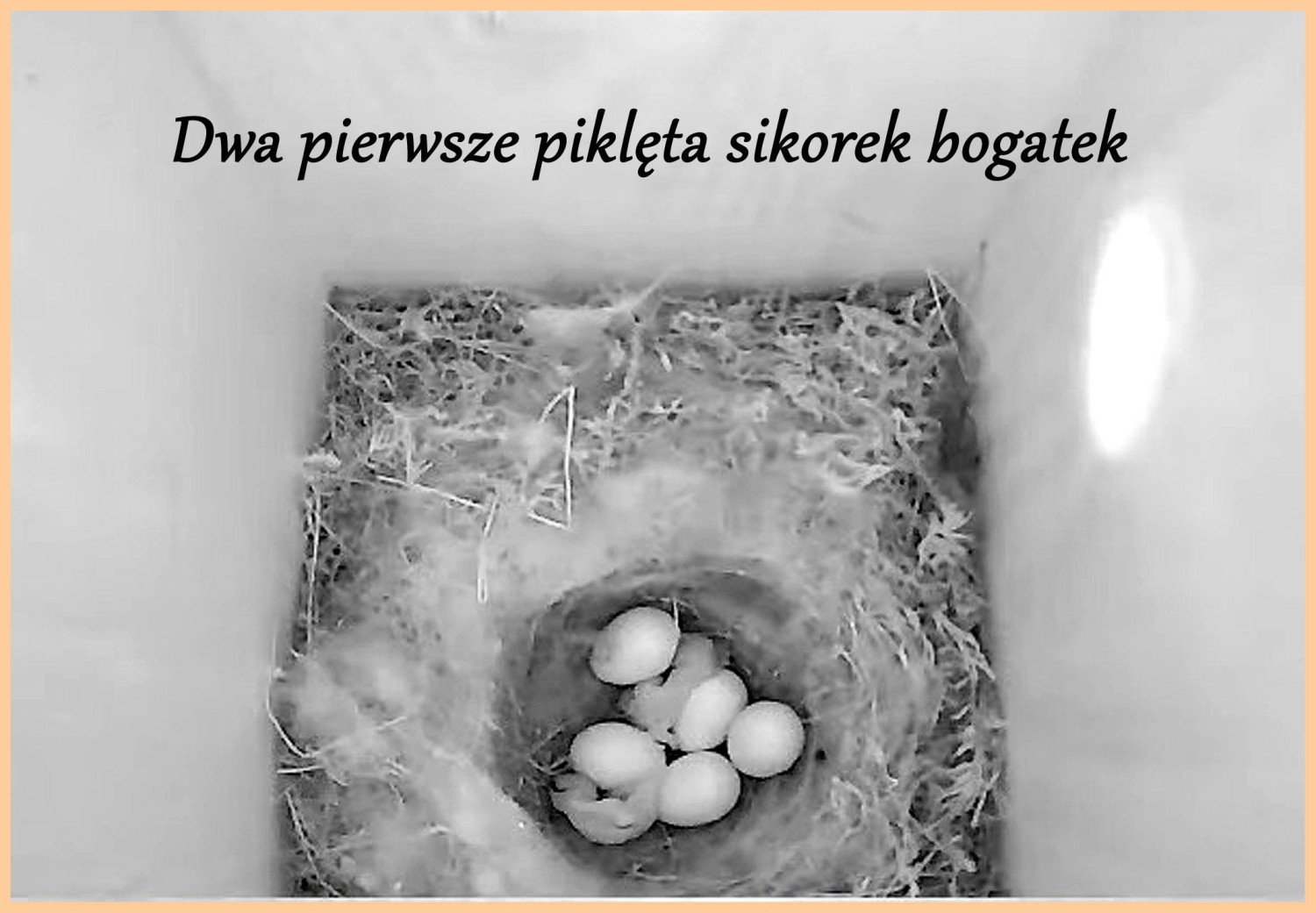 livebirdspoland_d470b6a92e23c06e26d8de17c49c7cdd.jpg