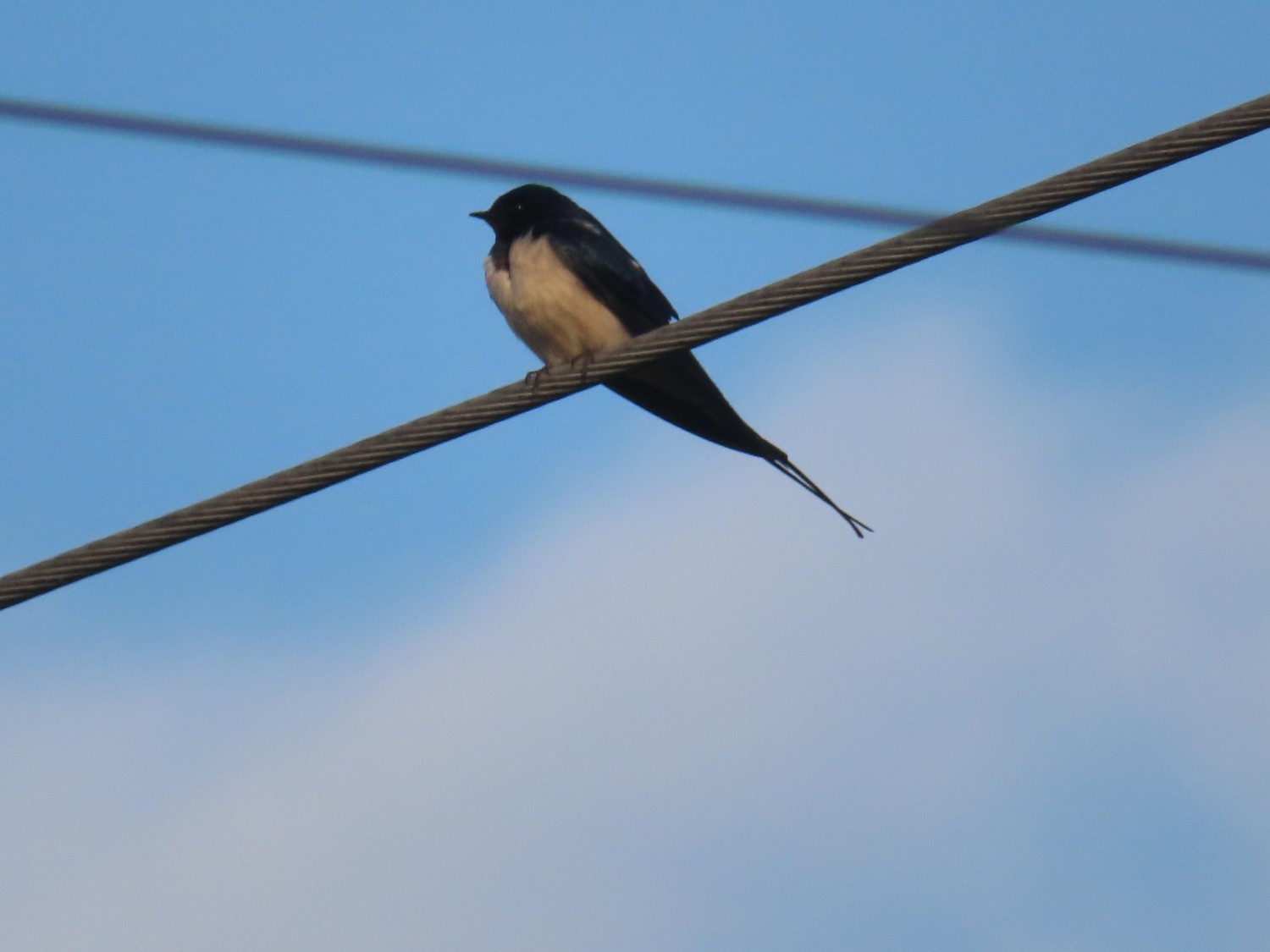 livebirdspoland_ba9f69efbad3570161418f919b02f752.jpg