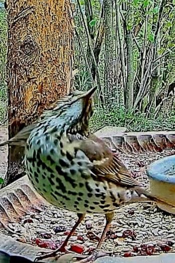 livebirdspoland_b06e8a88c8110da9ce174d5ff9521194.jpg