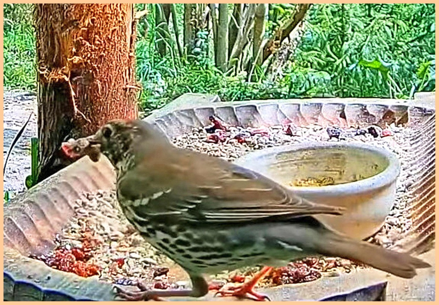 livebirdspoland_e8bb2769133fded1f5cae4e40af67657.jpg