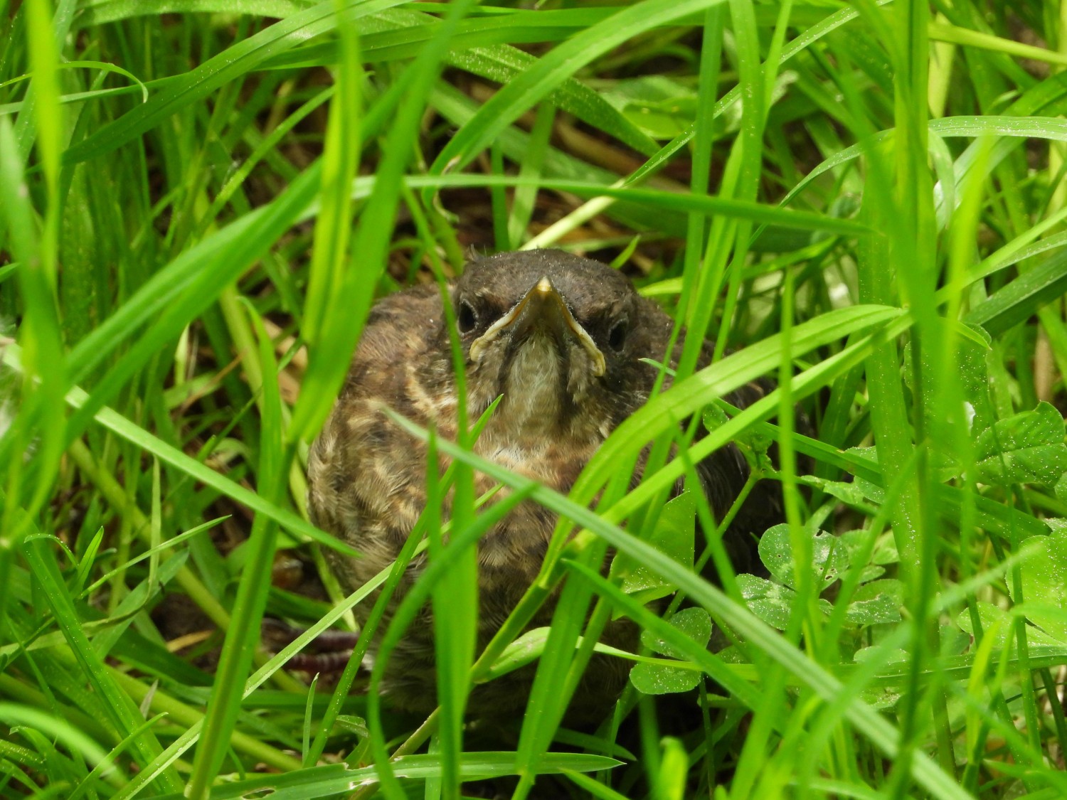 livebirdspoland_6d83966a5746c854aba0e6725b2d22d3.jpg