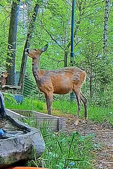 livebirdspoland_4f075901827cc1ed12f24c2384764d09.jpg