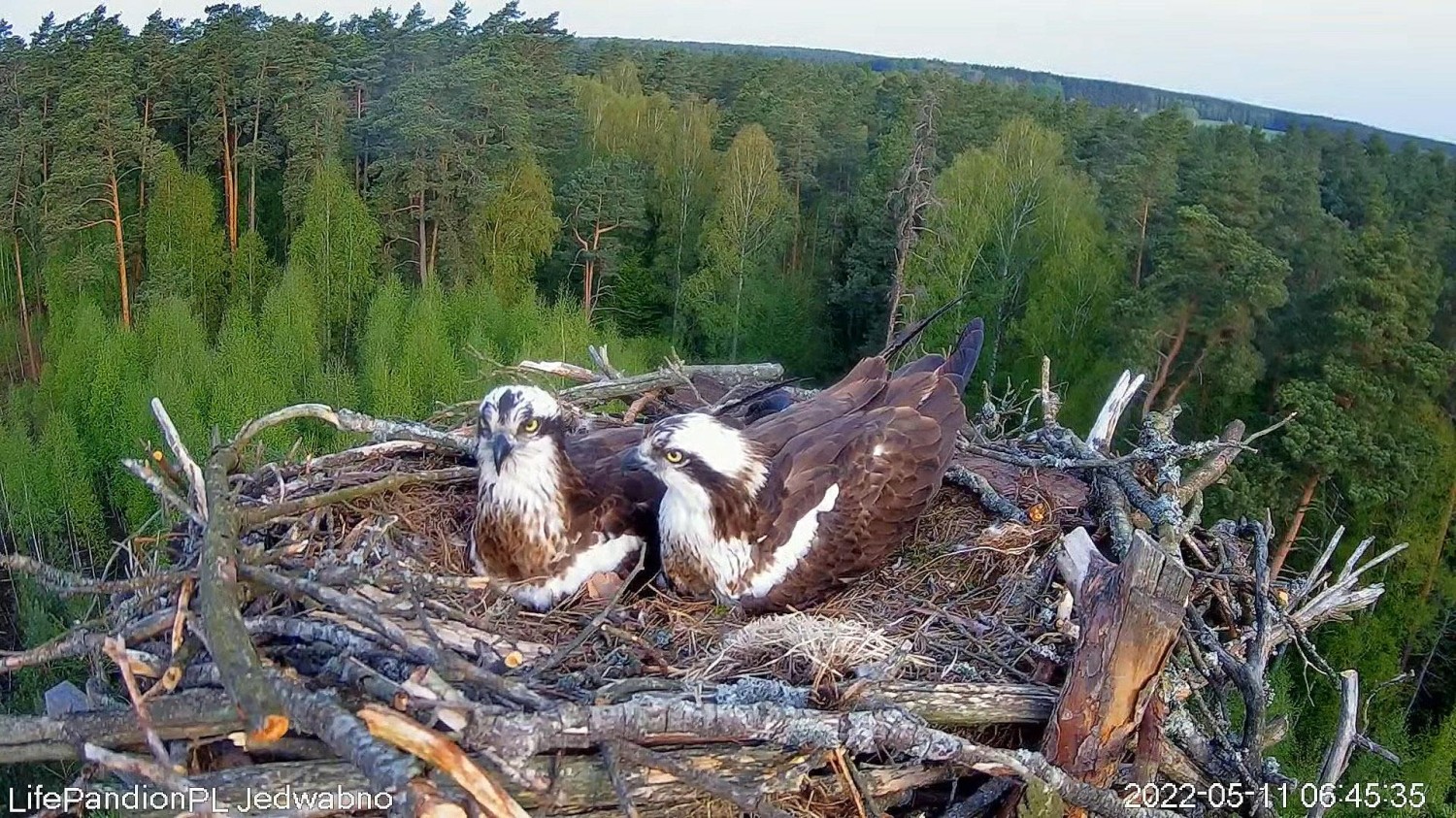 livebirdspoland_a8bbf4abc0a038159780468632b7e072.jpg