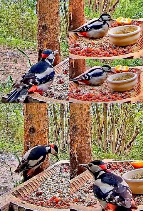 livebirdspoland_3c3afdb2fce46fd5c31e3df0660ffee0.jpg