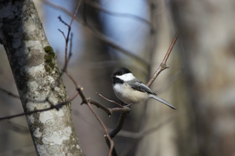 livebirdspoland_292710b303df58d97f5aa3cb6fc27c2d.png