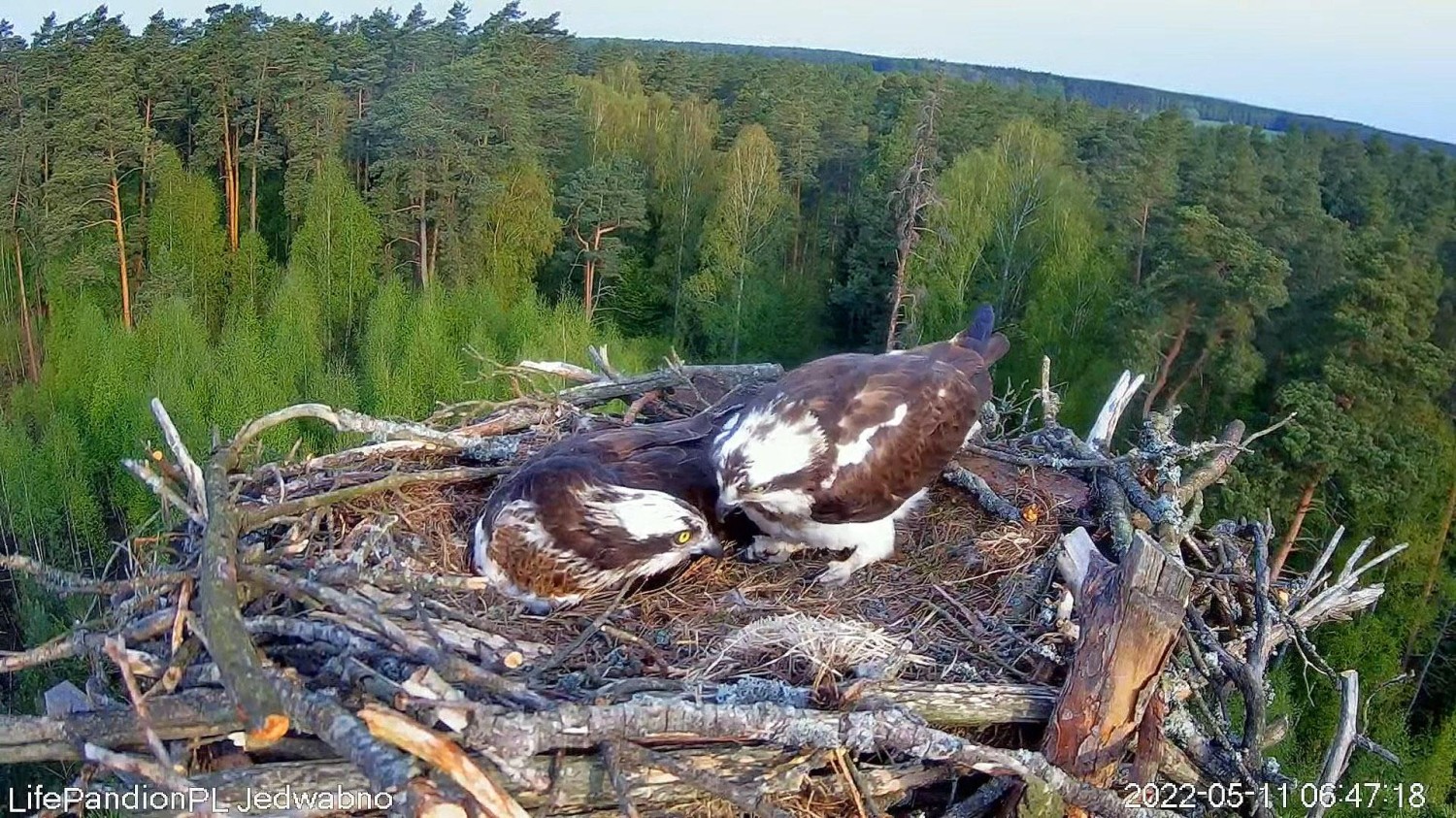 livebirdspoland_eea3aa8c98662b211f12e26a622af335.jpg