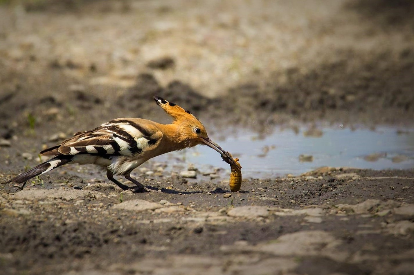 livebirdspoland_f742c12110dccee4c4f11fcbf2050f35.png
