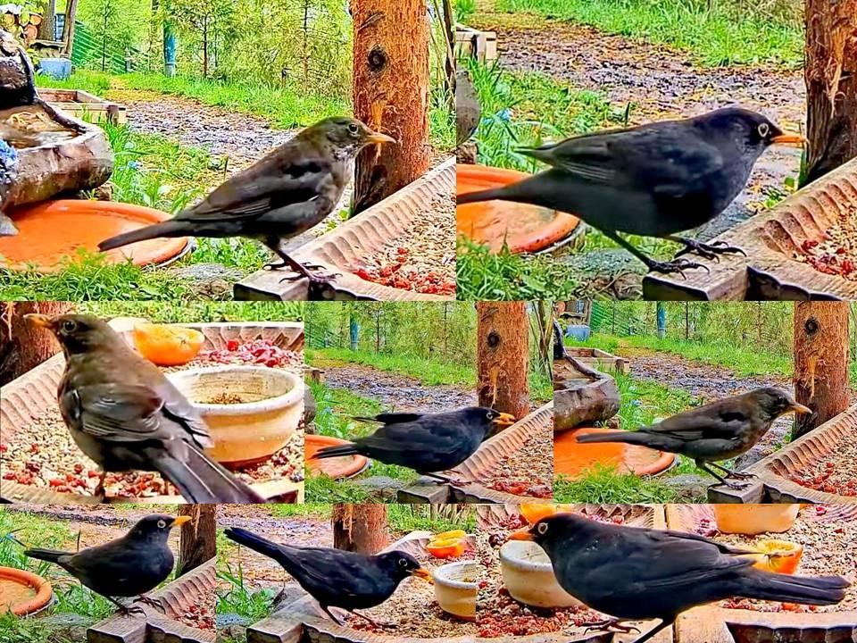 livebirdspoland_54d1229c5868df9a2128868572de3700.jpg