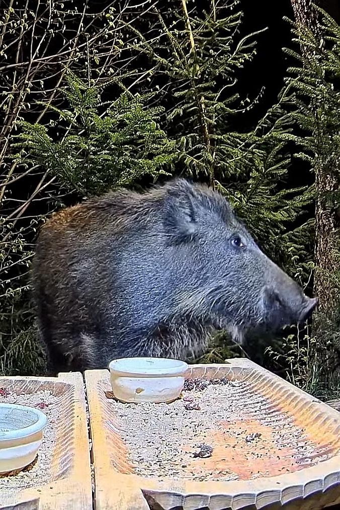 livebirdspoland_275429df2e5d38537b8d7c8615817c6c.jpg