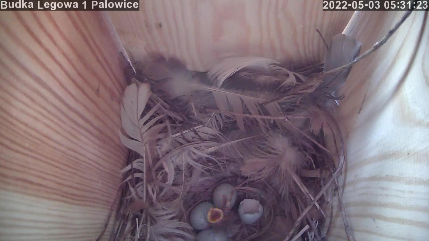 livebirdspoland_e93670fb1ffa69b431f17913d984c3bb.jpg