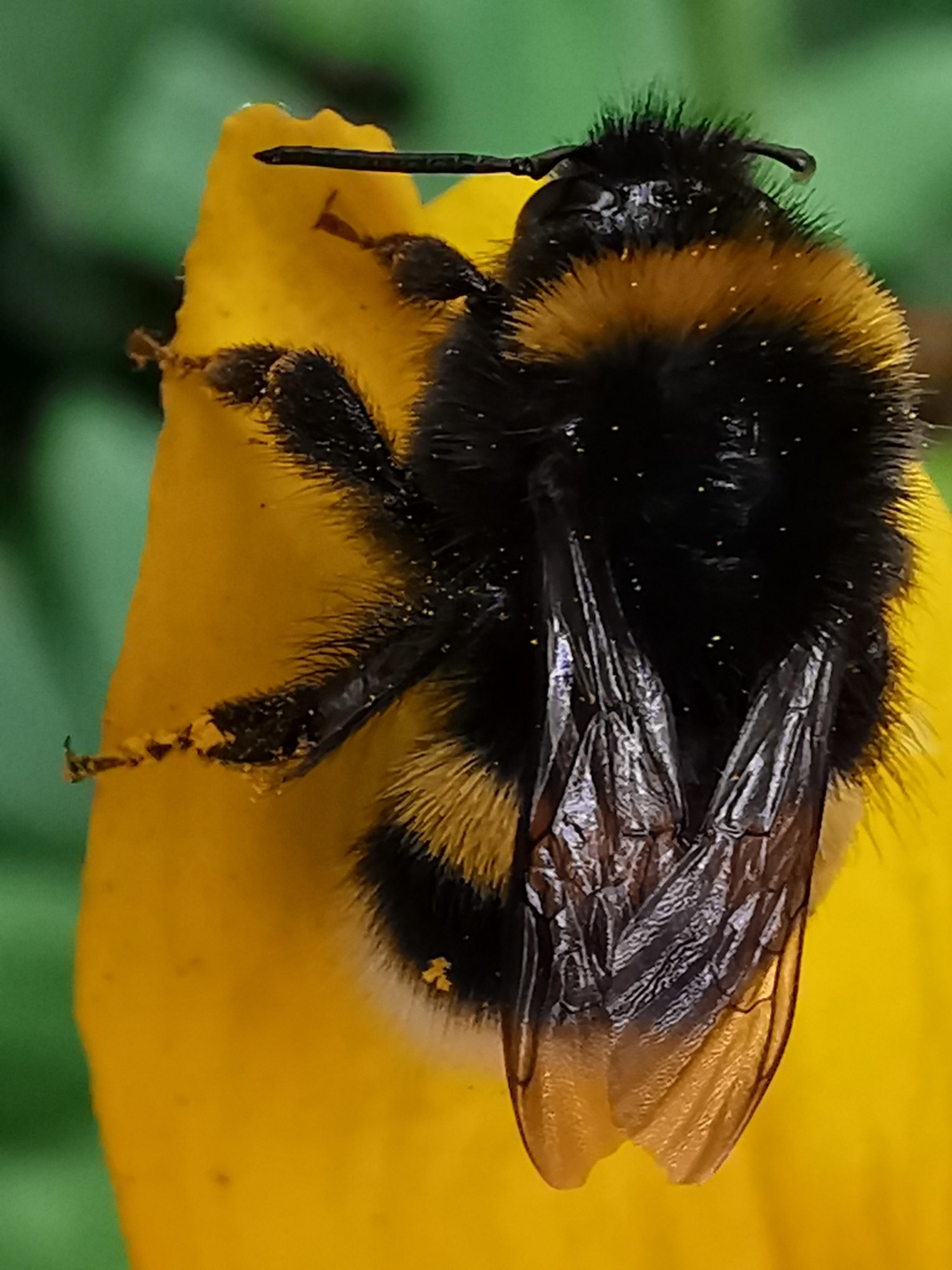 livebirdspoland_3828ab8f7f2c9adc76f6fdf6d6d05896.jpg